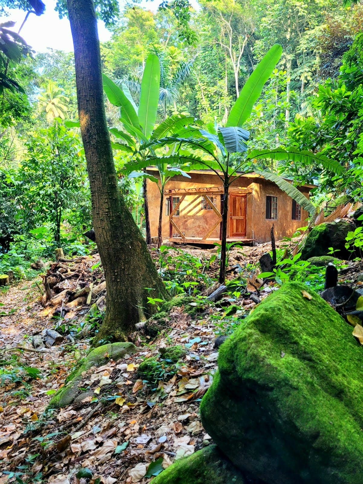 Deep in the Ecoscape rainforest