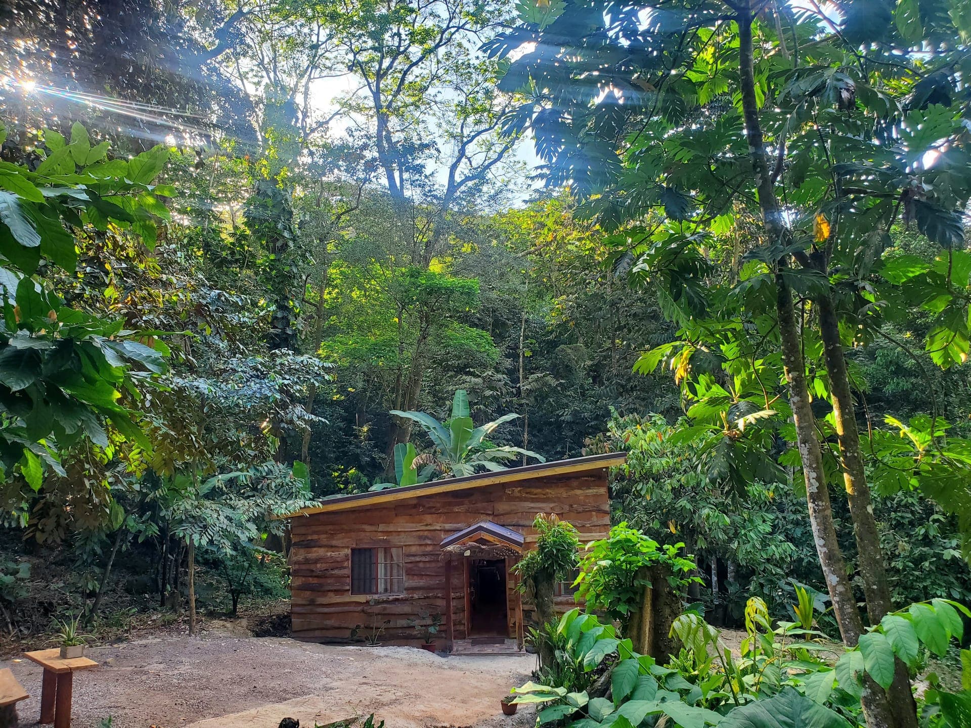 Timber cabin glowing among rainforest sun rays